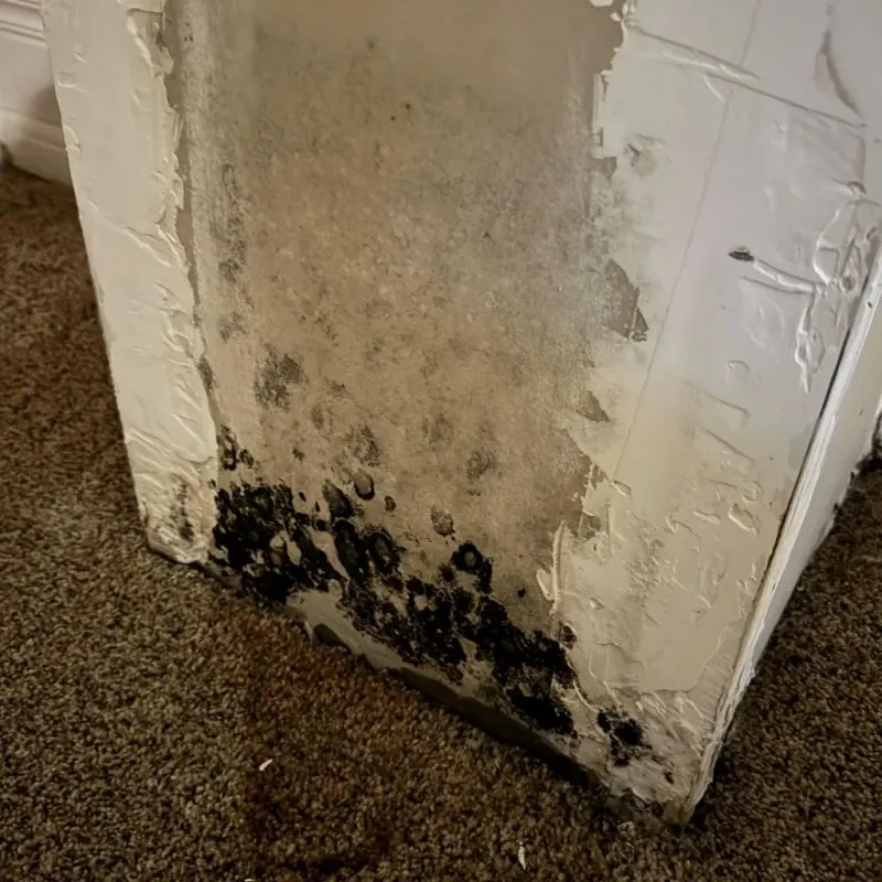 Professional Mold Removal in Clinton, MS